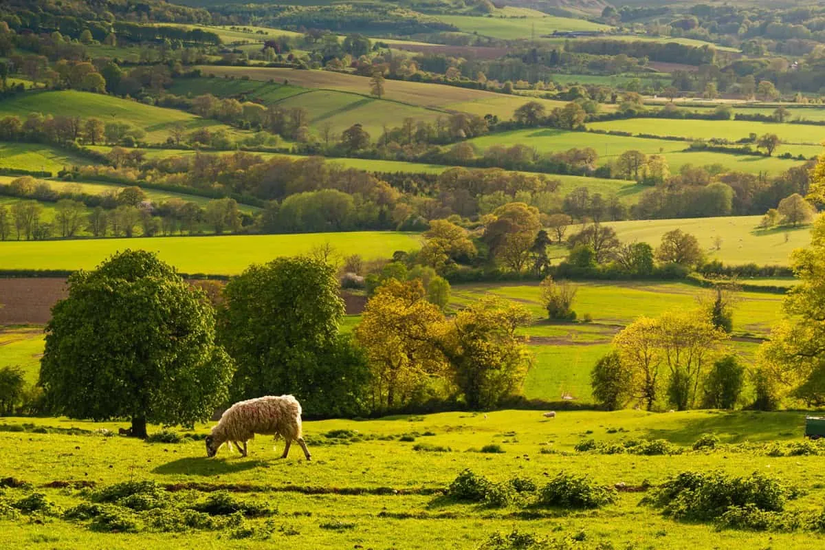 Golden sunset illuminating rolling green hills, grazing sheep, and trees in the Gloucestershire countryside.
