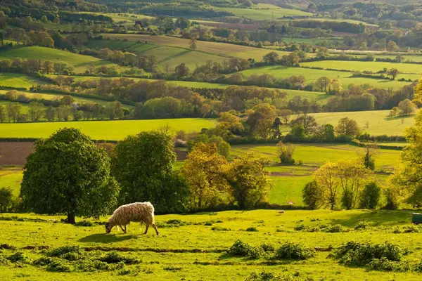 Golden sunset illuminating rolling green hills, grazing sheep, and trees in the Gloucestershire countryside.
