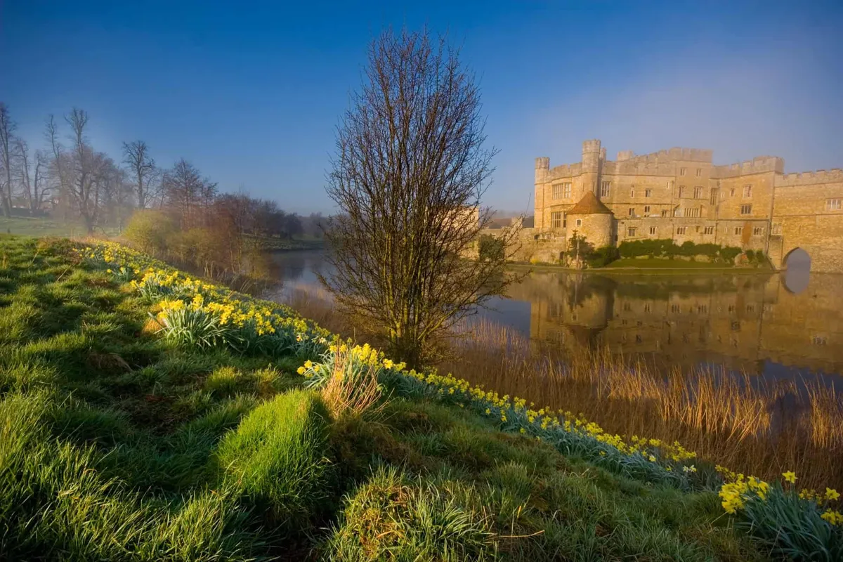 Morning mist and spring daffodils surrounding the historic Leeds Castle and its moat in Kent.