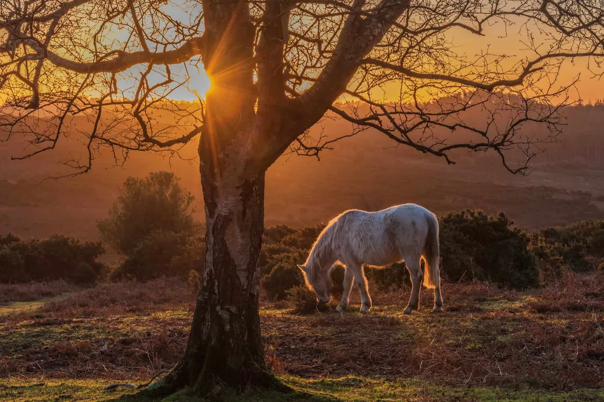 A wild white pony standing under an ancient tree with sunrise light filtering through the branches in the New Forest.