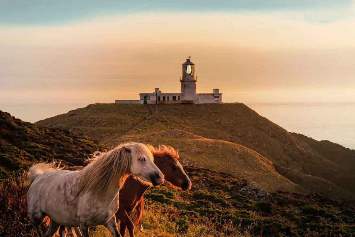 A serene Pembrokeshire coastal scene with wild horses and a lighthouse at golden hour.