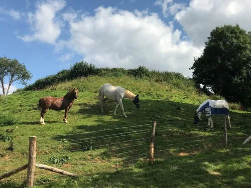 Three horses grazing in a fenced lodge paddock with grassy hill and trees